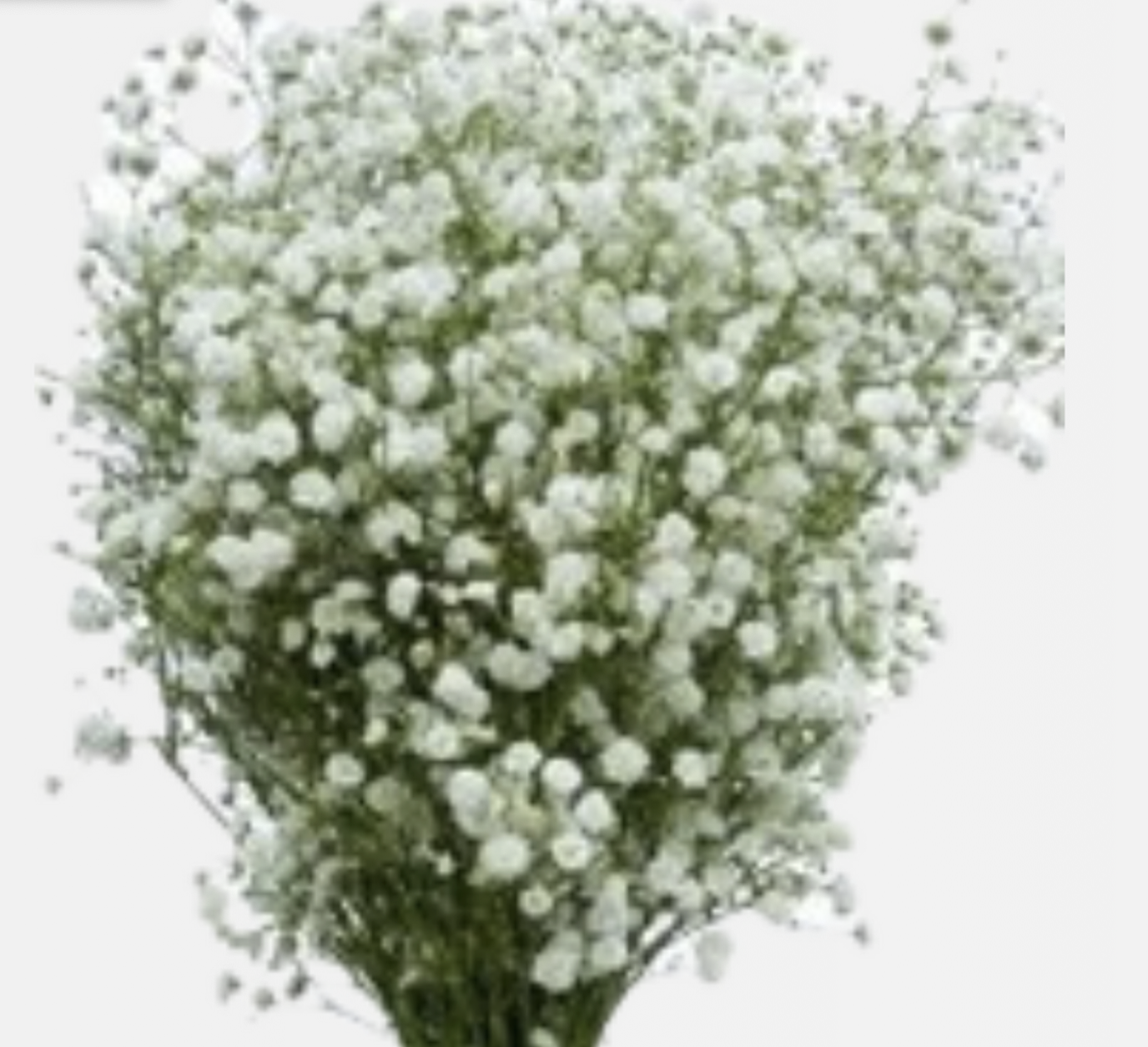 Gypsophilia Cosmic